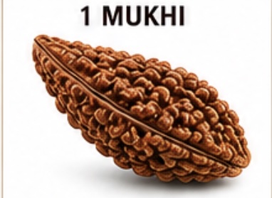 1 Mukhi (Ek Mukhi) Rudraksh