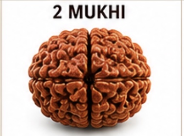 2 Mukhi (Do Mukhi) Rudraksh