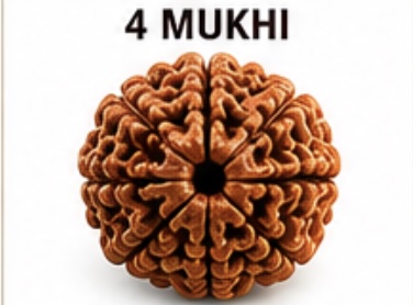 4 Mukhi (Char Mukhi) Rudraksh