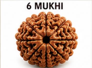 6 Mukhi (Chheh Mukhi) Rudraksh